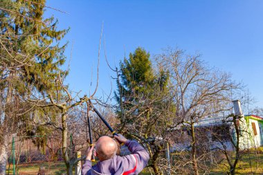 Çiftçi, meyve bahçesindeki meyve ağaçlarının dallarını erken ilkbaharda uzun kesiciler kullanarak buduyor..