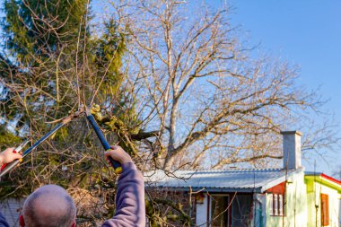 Çiftçi meyve bahçesindeki meyve ağaçlarının dallarını buduyor. İlkbaharın başlarında kır evinin yanında uzun kesiciler kullanıyor..