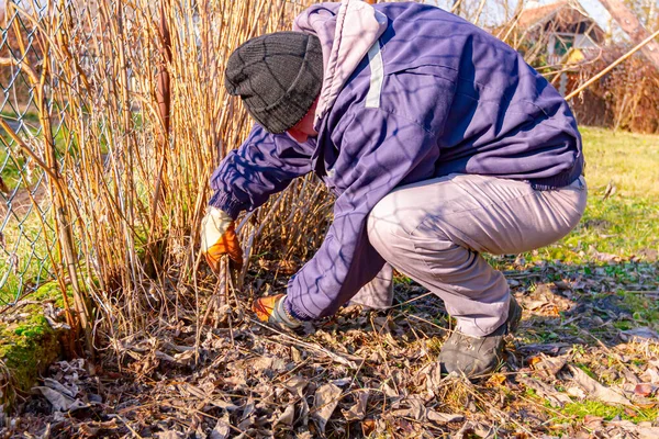 Jardineiro Com Luvas Proteção Suas Mãos Poda Ramos Vegetação Seca — Fotografia de Stock