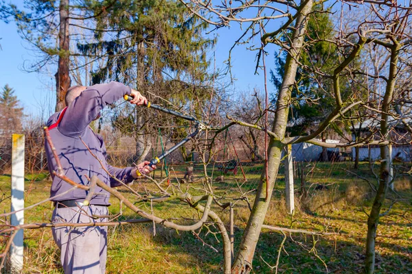 Agricultor Está Podando Ramas Árboles Frutales Huerto Usando Largos Cortarramas — Foto de Stock