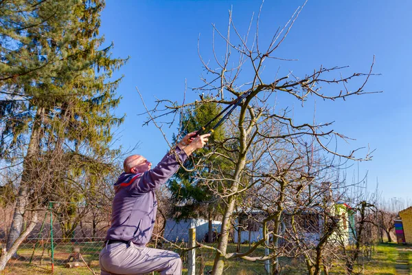 Gazda Gyümölcsfák Ágait Metszi Gyümölcsösben Hosszú Ágvágókat Használ Kora Tavasszal — Stock Fotó