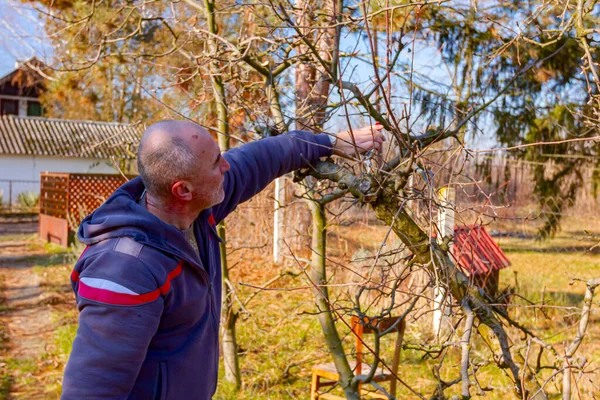 Idősebb Ember Gyümölcsfák Ágait Metszi Gyümölcsösben Lopókkal Kora Tavasszal — Stock Fotó