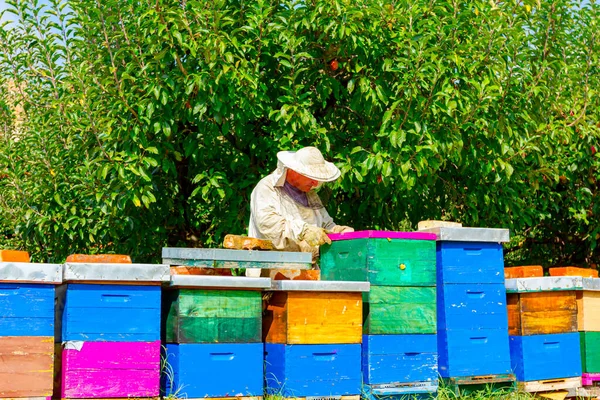 養蜂家は夏の時点で果樹園に置かれた蜂のコロニーと並んで木製のカラフルな蜂の巣の状況を制御しています — ストック写真