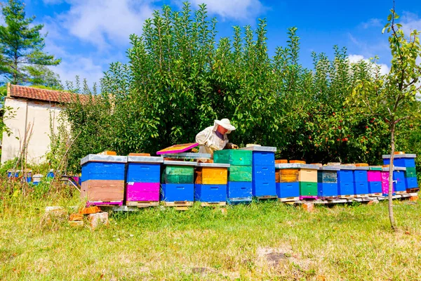 Apicoltore Sta Controllando Situazione Negli Alveari Colorati Legno Rivestiti Con — Foto Stock