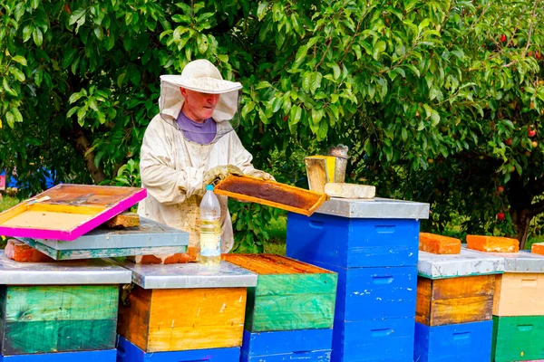 Imker Sucht Schwarmaktivität Über Wabe Auf Holzrahmen Kontrollsituation Bienenvolk — Stockfoto