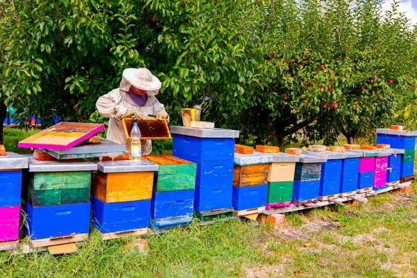 Arıcı Arı Kolonisindeki Kontrol Durumu Ahşap Çerçeveli Bal Peteği Üzerinde — Stok fotoğraf
