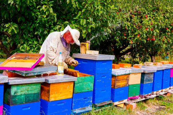 Imker Kontrolliert Situation Ausgekleideten Hölzernen Bienenstöcken Mit Bienenvölkern Die Zur — Stockfoto
