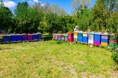 Arıcı, arı kolonisindeki kontrol durumu ve ahşap çerçeveli bal peteği üzerinde bir sürü aktivite arıyor..