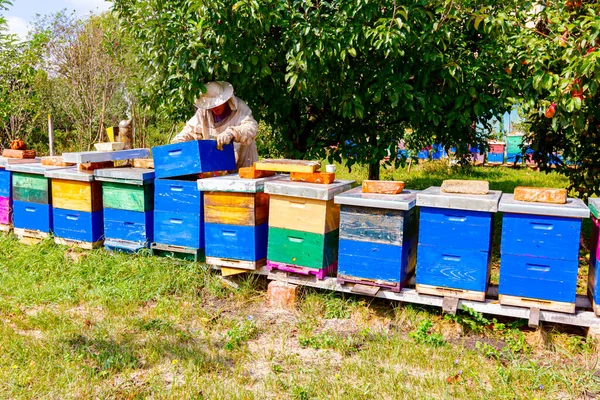 養蜂家は蜂のコロニーで蜂の巣の上で群れの活動を探しています — ストック写真