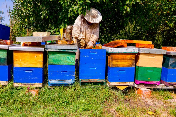 養蜂家は蜂のコロニーで蜂の巣の上で群れの活動を探しています — ストック写真
