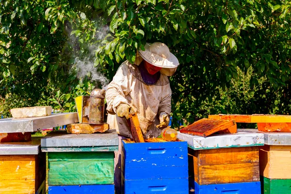 Пчеловод Ищет Активность Роя Над Сотами Деревянной Раме Ситуацию Контролем — стоковое фото