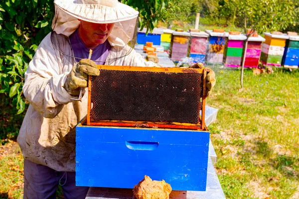 養蜂家は夏の時点で果樹園に置かれた蜂のコロニーと並んで木製のカラフルな蜂の巣の状況を制御しています — ストック写真