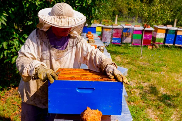 養蜂家は夏の時点で果樹園に置かれた蜂のコロニーと並んで木製のカラフルな蜂の巣の状況を制御しています — ストック写真