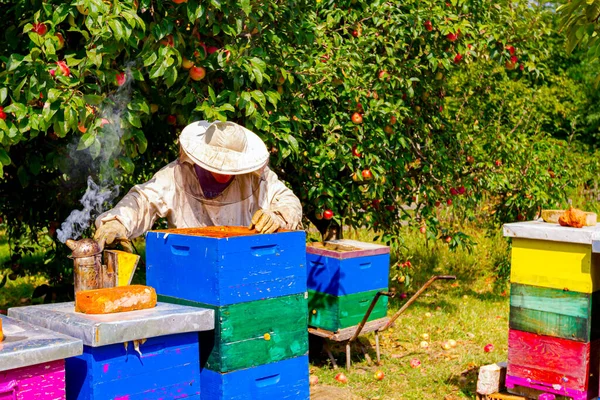 養蜂家は蜂のコロニーの状況を制御し 蜂を落ち着かせるために喫煙所を絞る — ストック写真
