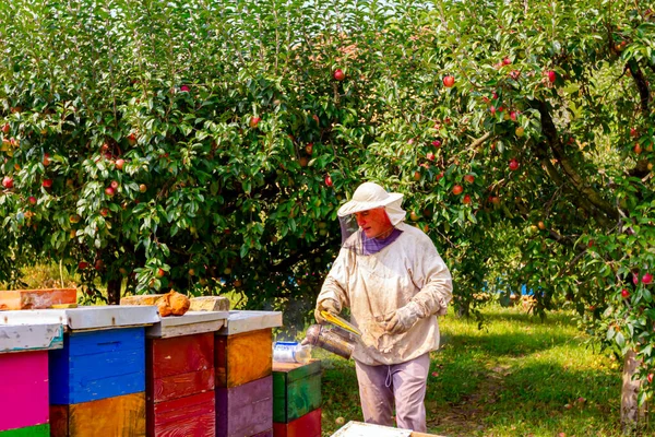 Arı Yetiştiricisi Arı Kolonisindeki Durumu Kontrol Ediyor Arıları Sakinleştirmek Için — Stok fotoğraf