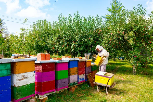 Arı Yetiştiricisi Arı Kolonisindeki Durumu Kontrol Etmek Çerçeveleri Arabasına Yerleştirmek — Stok fotoğraf