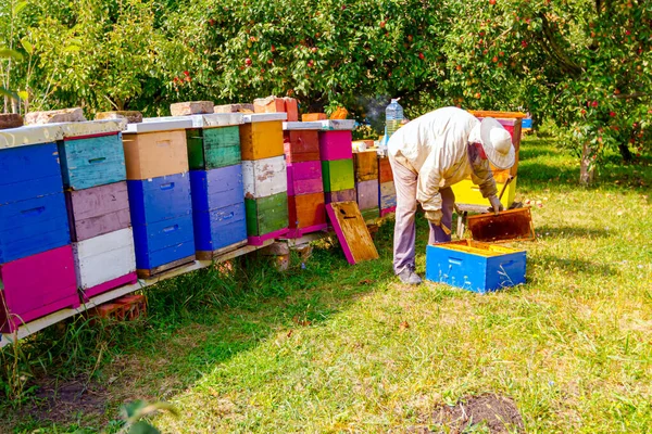 養蜂家は蜂のコロニーの状況を制御するために木製のフレームにハニカムを取り出し 車輪の上にフレームをパックしています — ストック写真