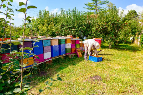 養蜂家は蜂のコロニーの状況を制御するために木製のフレームにハニカムを取り出し 車輪の上にフレームをパックしています — ストック写真