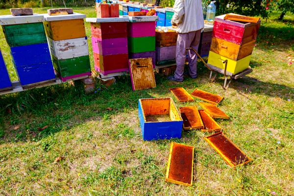 Colmena Lanzada Marcos Madera Suelo Con Hierba Verde Apiarista Recoge —  Fotos de Stock