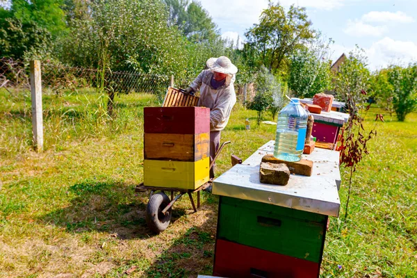 Arı Yetiştiricisi Arı Kolonisindeki Durumu Kontrol Etmek Çerçeveleri Arabasına Yerleştirmek — Stok fotoğraf
