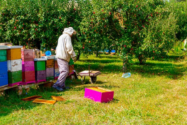 Gettato Alveare Cornici Legno Terra Con Erba Verde Apiarist Raccoglie — Foto Stock