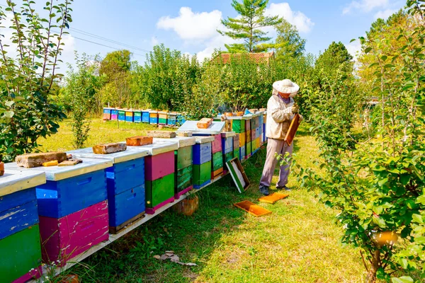 Pszczelarz Szuka Aktywności Roju Nad Plastrem Miodu Drewnianej Ramie Sytuacja — Zdjęcie stockowe