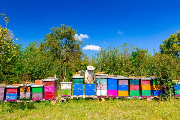 Imker Sucht Schwarmaktivität Über Wabe Auf Holzrahmen Kontrollsituation Bienenvolk — Stockfoto