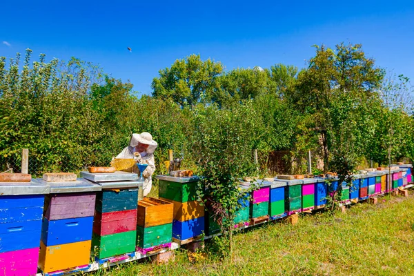 Apicoltore Sta Facendo Attività Nel Suo Apiario Versando Zucchero Sciroppo — Foto Stock