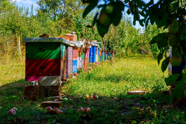 Niedriger Blickwinkel Auf Bunte Bienenkörbe Aus Holz Einer Reihe Stehen — Stockfoto