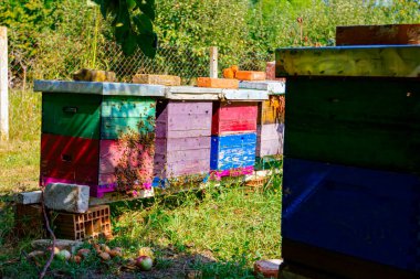 Ahşap renkli arı kovanlarının düşük açılı görüntüsü bir çayıra yerleştirilir, arılar dışarı uçar ve kovan girişine geri döner..
