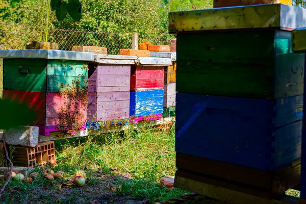 Alacsony Szögű Kilátás Színes Méhkasok Egy Sorban Kerülnek Réten Méhek — Stock Fotó