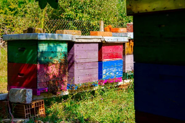 Vista Angolo Basso Alveari Colorati Legno Fila Sono Collocati Prato — Foto Stock