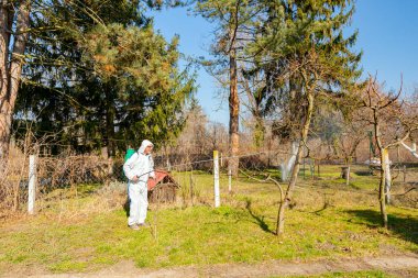 Koruyucu giysiler içindeki çiftçi meyve ağaçlarını uzun spreyle mantar hastalıklarından veya bahar başında haşaratlardan korumak için ilaçlıyor..