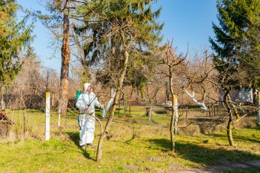 Koruyucu giysiler içindeki çiftçi meyve ağaçlarını uzun spreyle mantar hastalıklarından veya bahar başında haşaratlardan korumak için ilaçlıyor..