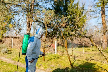Koruyucu giysiler içindeki çiftçi meyve ağaçlarını uzun spreyle mantar hastalıklarından veya bahar başında haşaratlardan korumak için ilaçlıyor..