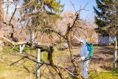 Koruyucu giysiler içindeki çiftçi meyve ağaçlarını uzun spreyle mantar hastalıklarından veya bahar başında haşaratlardan korumak için ilaçlıyor..