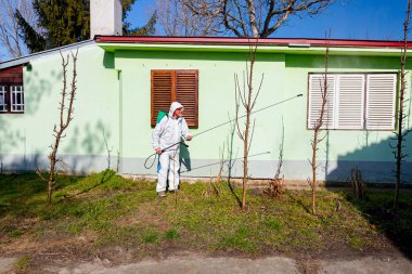 Koruyucu giysiler içindeki çiftçi meyve ağaçlarını uzun spreyle mantar hastalıklarından veya bahar başında haşaratlardan korumak için ilaçlıyor..