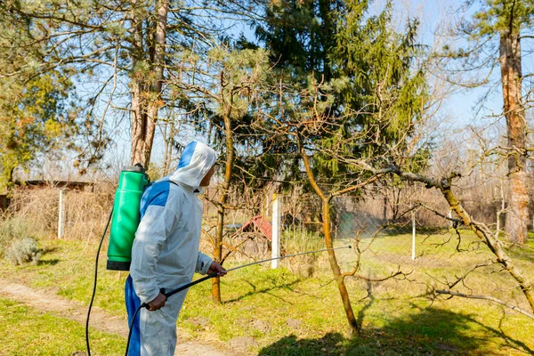 Koruyucu giysiler içindeki çiftçi meyve ağaçlarını uzun spreyle mantar hastalıklarından veya bahar başında haşaratlardan korumak için ilaçlıyor..