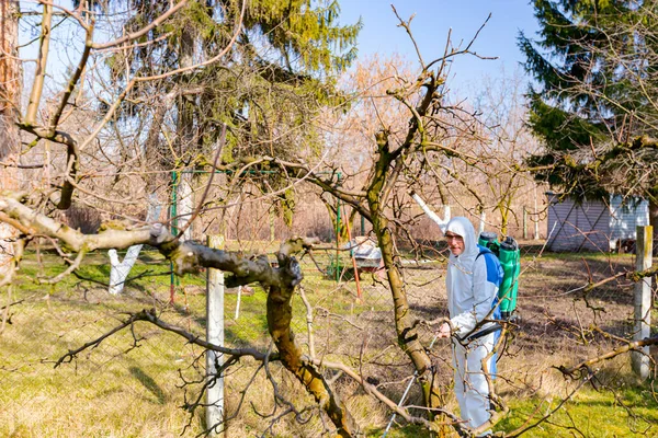 Koruyucu giysiler içindeki çiftçi meyve ağaçlarını uzun spreyle mantar hastalıklarından veya bahar başında haşaratlardan korumak için ilaçlıyor..