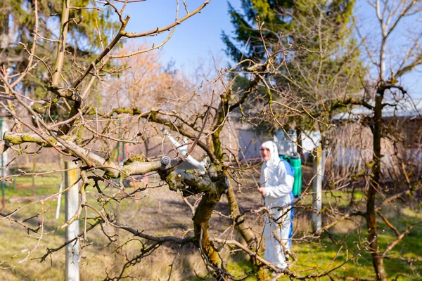 Koruyucu giysiler içindeki çiftçi meyve ağaçlarını uzun spreyle mantar hastalıklarından veya bahar başında haşaratlardan korumak için ilaçlıyor..