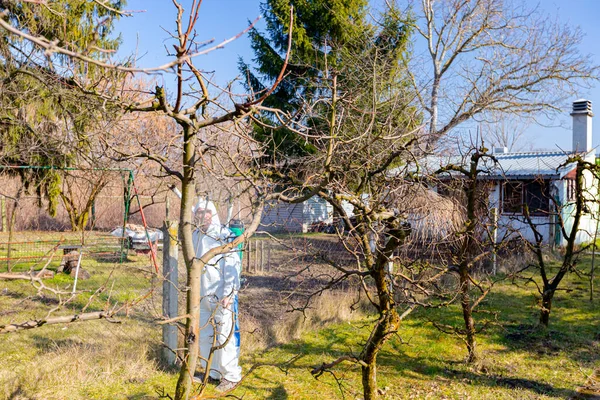 Koruyucu giysiler içindeki çiftçi meyve ağaçlarını uzun spreyle mantar hastalıklarından veya bahar başında haşaratlardan korumak için ilaçlıyor..