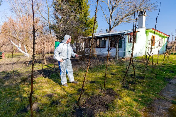 Koruyucu giysiler içindeki çiftçi meyve ağaçlarını uzun spreyle mantar hastalıklarından veya bahar başında haşaratlardan korumak için ilaçlıyor..