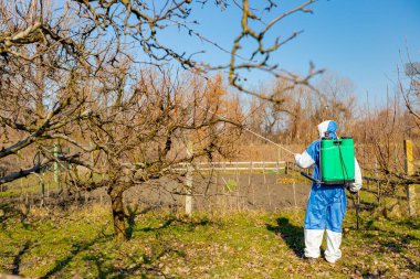 Shot from behind on farmer in protective clothing who sprays fruit trees in orchard using long sprayer to protect them with chemicals from fungal disease or vermin at early springtime. clipart
