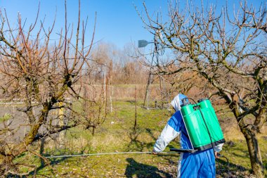 Baharın ilk zamanlarında meyve ağaçlarını mantar hastalığından ya da haşaratlardan korumak için meyve suyu sıkan koruyucu elbiseli çiftçiyi arkadan vurdular..