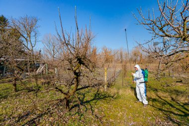 Koruyucu giysiler içindeki çiftçi meyve ağaçlarını uzun spreyle mantar hastalıklarından veya bahar başında haşaratlardan korumak için ilaçlıyor..