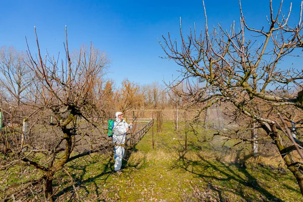 Farmer in protective clothing sprays fruit trees in orchard using long sprayer to protect them with chemicals from fungal disease or vermin at early springtime.