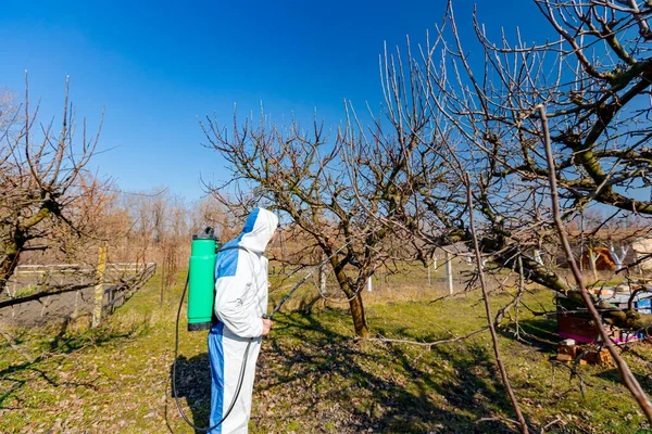 Farmer in protective clothing sprays fruit trees in orchard using long sprayer to protect them with chemicals from fungal disease or vermin at early springtime.