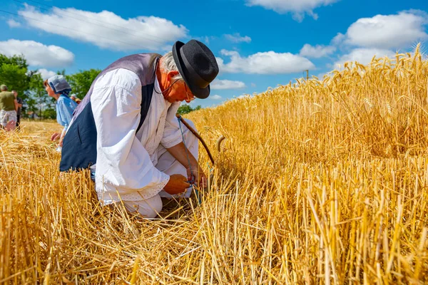 Музля Воеводина Сербия Июля 2021 Года Xxxviii Традиционный Сбор Пшеницы — стоковое фото