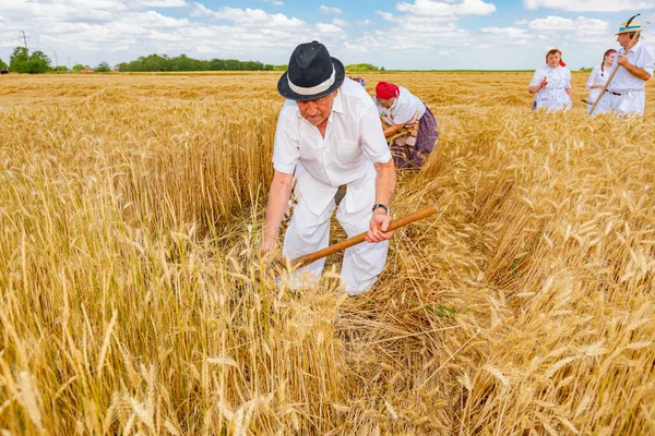 Çiftçi buğday el ile bir tırpan ile geleneksel kırsal şekilde kurumlardan biri.