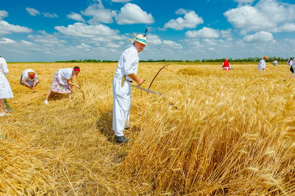 Muzlja Vojvodina Serbia Julio 2021 Xxxviii Tradicionalmente Cosecha Trigo Grupo —  Fotos de Stock